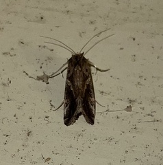 Chrysodeixis