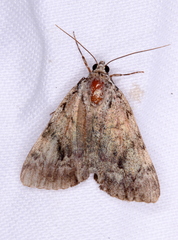 Catocala amica