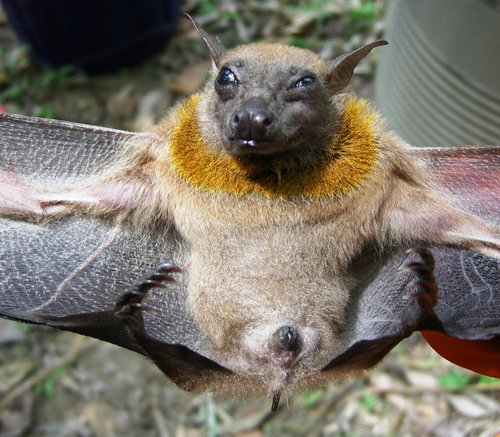 Angolan Soft-furred Fruit Bat