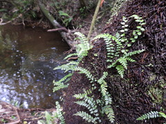 Blechnum filiforme