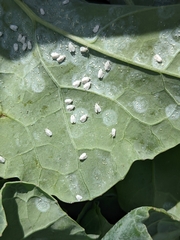 Aleyrodes proletella