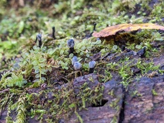 Holwaya mucida