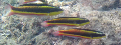 Thalassoma lucasanum