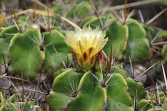 Ferocactus robustus