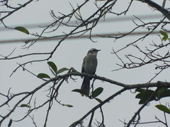 Mimus longicaudatus