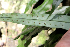 Microsorum scandens