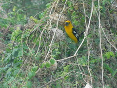 Pheucticus chrysogaster