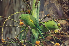 Brotogeris chiriri