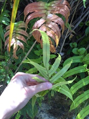 Blechnum novae-zelandiae
