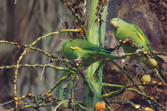 Brotogeris chiriri
