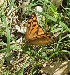 Heteronympha merope