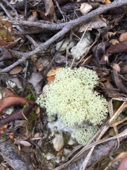 Cladonia confusa