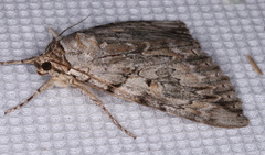 Catocala subnata