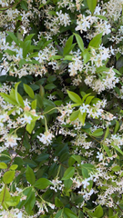 Trachelospermum jasminoides