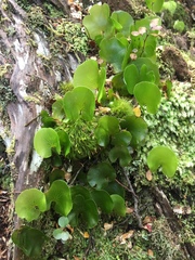 Hymenophyllum nephrophyllum