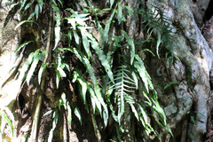 Microsorum scandens
