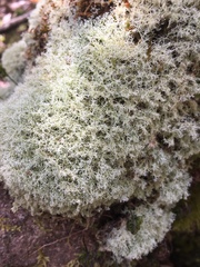 Cladonia confusa