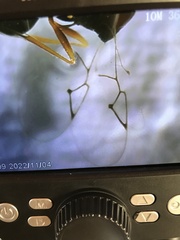 Cynipoidea