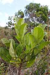 Dendrophyllanthus