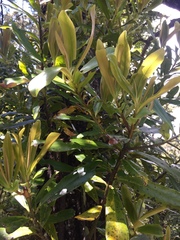 Myrsine salicina