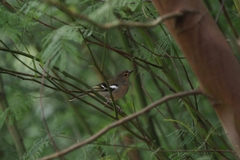 Fringilla coelebs maderensis
