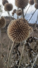 Echinops sphaerocephalus
