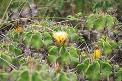 Ferocactus robustus