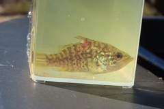 Lepomis gulosus