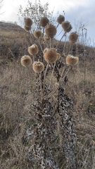 Echinops sphaerocephalus