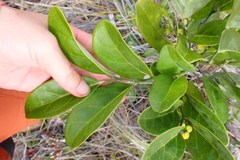 Dendrophyllanthus