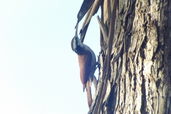 Lepidocolaptes angustirostris