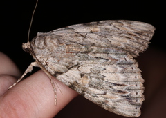 Catocala subnata