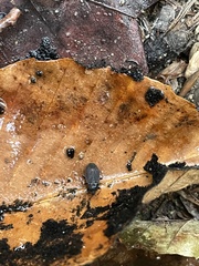 Penthe pimelia