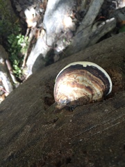 Fomitopsis hemitephra