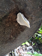 Fomitopsis hemitephra