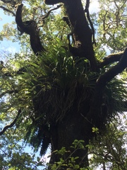 Metrosideros robusta