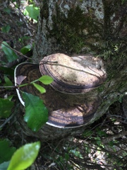 Fomitopsis hemitephra