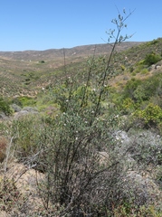 Pteronia leptospermoides