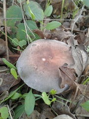 Russula parazurea
