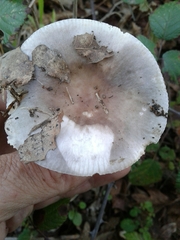 Russula parazurea