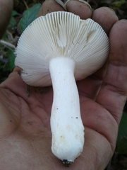 Russula parazurea