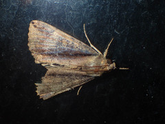 Ercheia cyllaria