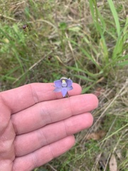 Thelymitra pauciflora