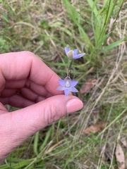 Thelymitra pauciflora