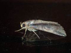 Ercheia cyllaria