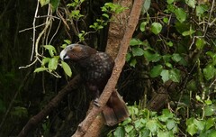 Nestor meridionalis septentrionalis