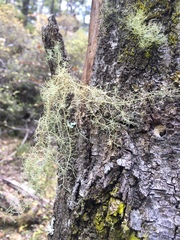 Usnea rubicunda