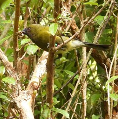 Anthornis melanura