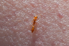 Pseudomyrmex simplex