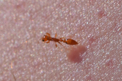 Pseudomyrmex simplex